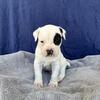 American Bulldog Puppies- UKC Registered & Pedigreed