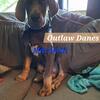 AKC Champion Bloodlines -Great Dane puppies