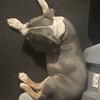 3mth Purple Tri Bully Puppy TAMPA 
