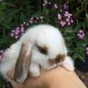 Holland Lop Bunnies (Dwarfs) Rabbits For Sale in Florida!