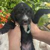 Golden Mountain Doodle Puppies – Available Mid-August! - N.Syracuse, NY