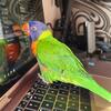 2 years old female Lorikeet