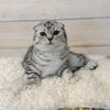 Purebred blue spotted Scottish Fold girl