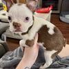 Female Boston Terrier
