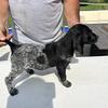 German shorthair pointer AKC Female 