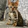 Bengal Kittens for Adoption