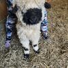 VSR F3 Blueberry Jr - Valais Blacknose Sheep