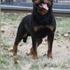 Rottweiler puppies 