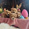 Hypoallergenic Maltipoo Puppies