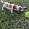 AKC female basset hound puppy