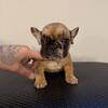 French Bulldog 9 weeks
