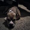 Chocolate tri Adult Female Micro American Bully 