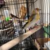 European gold finch mutation birds 