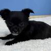 2 females left Chihuahua t-cup puppies!!!