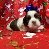 Shih tzu puppy