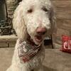**LOWERED PRICE** Standard Poodle