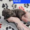 Cane corso purebred iccf male and female puppies
