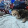 Calico Persian last one left 