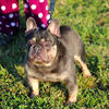 MALE FRENCH BULLDOG LILAC AND TAN
