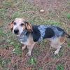 Female Coonhound