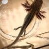 Dark Axanthic Melanoid Axolotl Violet Purple Gills