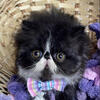 Exotic longhair kittens
