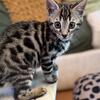 *REDUCED *TICA Registered Bengal girl🧡🤎