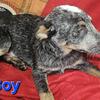 Male blue heeler puppy