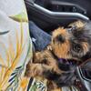 12 week yorkie
