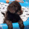Goldendoodles f1b Male Puppy , hypoallergenic and low shedding