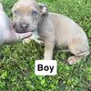  xl bully pups