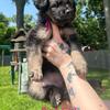 AKC German Shepherd Puppies ready June 27th