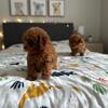 Toy Poodle Puppies 