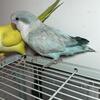 Quaker Parrot Crossover