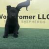 AKC Solid Black Pups( solid black parents)