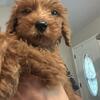 10 week old CKC Goldendoodle pups
