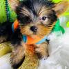 Yorkshire Terrier Puppies for Adoption – Home Raised**text or call 380-242-6975