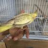 cockatiel 