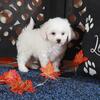 Sebastian Poochon Puppy