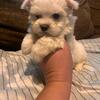 Cute Boy And Girl Maltese Puppies Available!!!