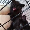 Brother & Sister Black Kittens