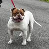 AMERICAN BULLDOG MALE