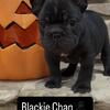 All black big rope frenchie puppy