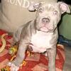American bully puppy 10 weeks old