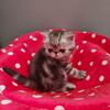 CFA Exotic Shorthair Kitten extreme show quality SILVER TABBY  Stunning!!! Boy 