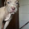 Pitbull puppies