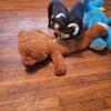 Boston Terriers puppies