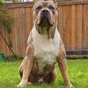 Bully XL open for STUD