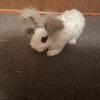 English angora rabbit 