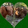 Scottish Highlander Herd Reduction